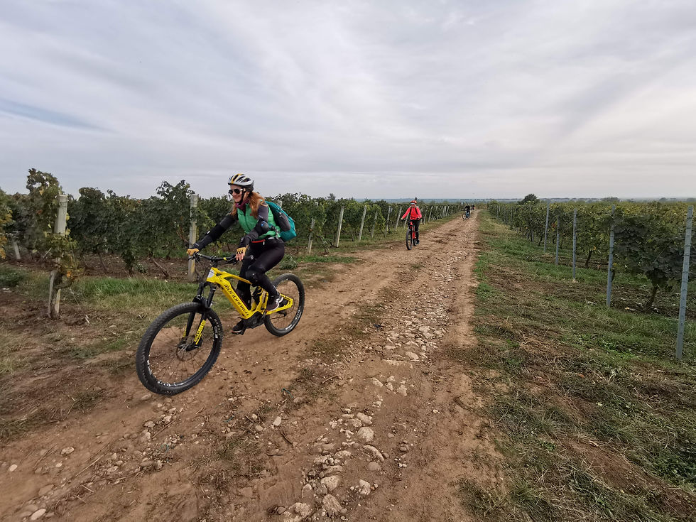 Miniatură: Cramele din Dealu Mare 05 aprilie