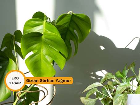 Bitkiler ile Hayatı Farklı  Deneyimlemek