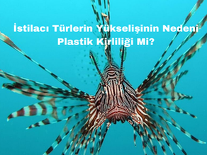 İstilacı Türlerin Yükselişinin Nedeni Plastik Kirliliği Mi?