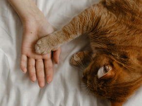 Kedilerin Zihinsel ve Fiziksel Sağlığınıza 7 Bilimsel Faydası