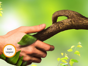 Doğanın İyileştirici Gücü