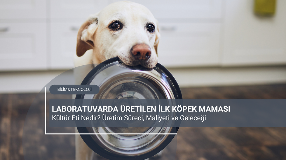Laboratuvarda Üretilen Köpek Maması: Kültür Eti Nedir? Üretim Süreci, Maliyeti ve Geleceği
