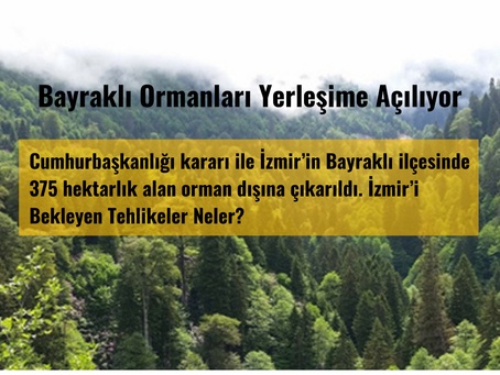 Bayraklı Ormanları Yerleşime Açılıyor
