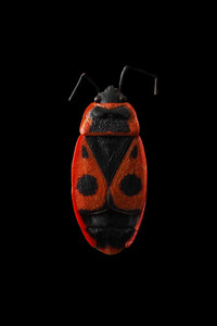 Ramazan Kurt İle Böceklerin Gizemli Dünyasına Yolculuk