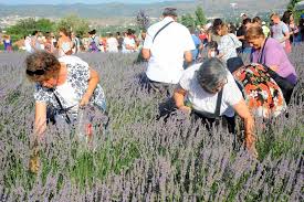Seferihisar: Türkiye'nin İlk Sakin Şehir Temsilcisi