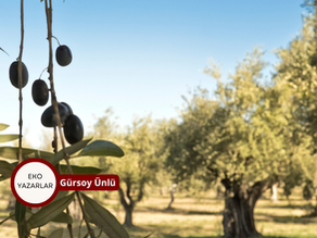 Zeytinliklerin Kaderi ve Anlatıların Savaşı: Türkiye Hangi Hikayeyi Seçmeli?