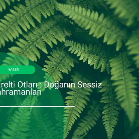 Eğrelti Otları :Doğanın Sessiz Kahramanları 