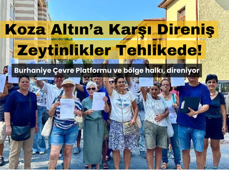 Koza Altın’a Karşı Direniş: Zeytinlikler Tehlikede!