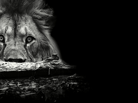 10 Ağustos Dünya Aslan Günü: Savanaların Kralı Neden Sessizleşiyor?