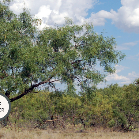 Mathenge Kabusu: Çölleşmeyi Durdurması Beklenen Ağaç Kenya'yı Nasıl İstila Etti?