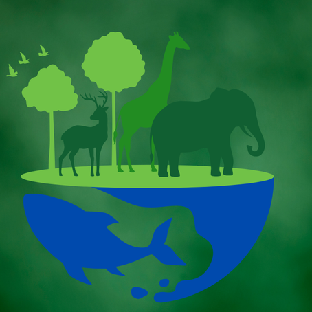 Dünya Biyoçeşitlilik Günü: Yaşamın Kırılgan Ağı ve Hepimizin Sorumluluğu