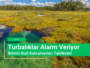 Turbalıklar Alarm Veriyor: İklimin Gizli Kahramanları Tehlikede!