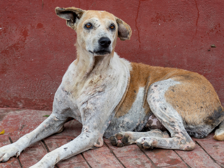 'Kısırlaştır, Aşıla, Yaşat': Delhi'nin Sokak Köpekleri İçin Yeni Umut