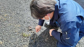 学校帰りの小学生・・・じゃなくて
