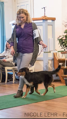 Miniature American Shepherd with tal show dog in Germany