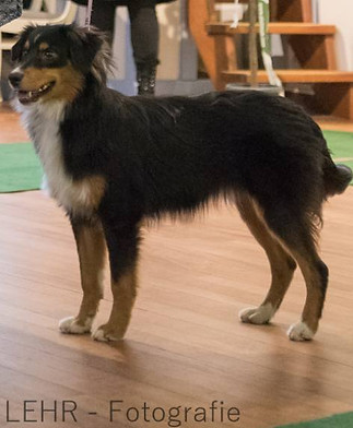Niles, Impression dog's Mini Aussie with tail show dog