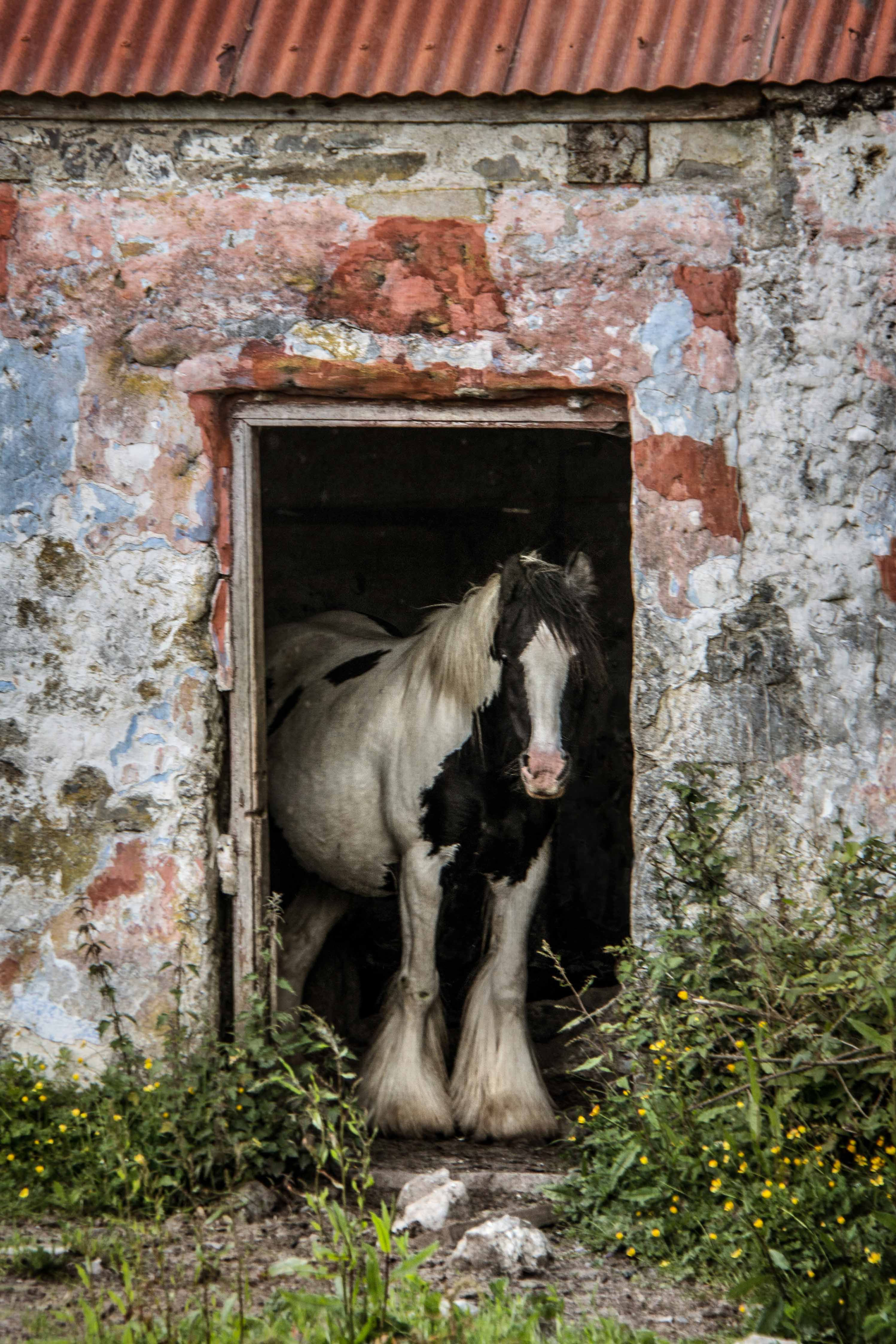 The horse in the doorway.