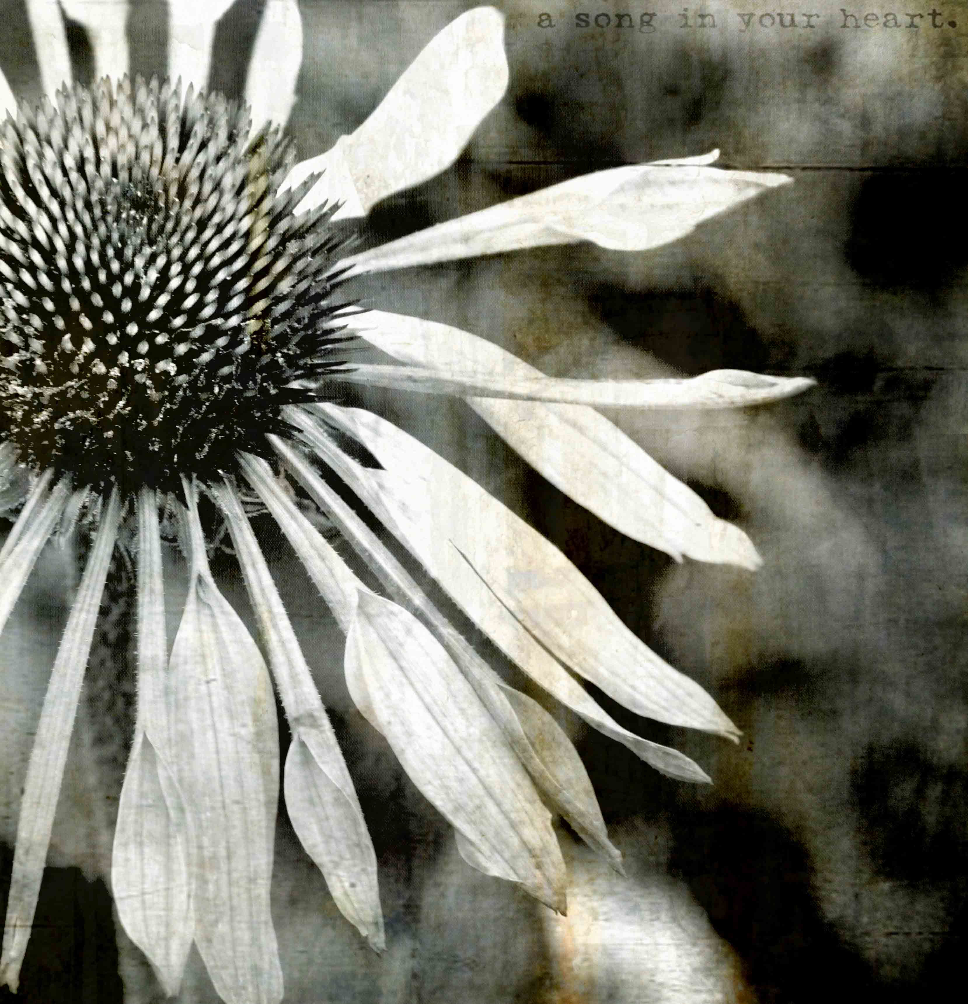 The teardrop explodes