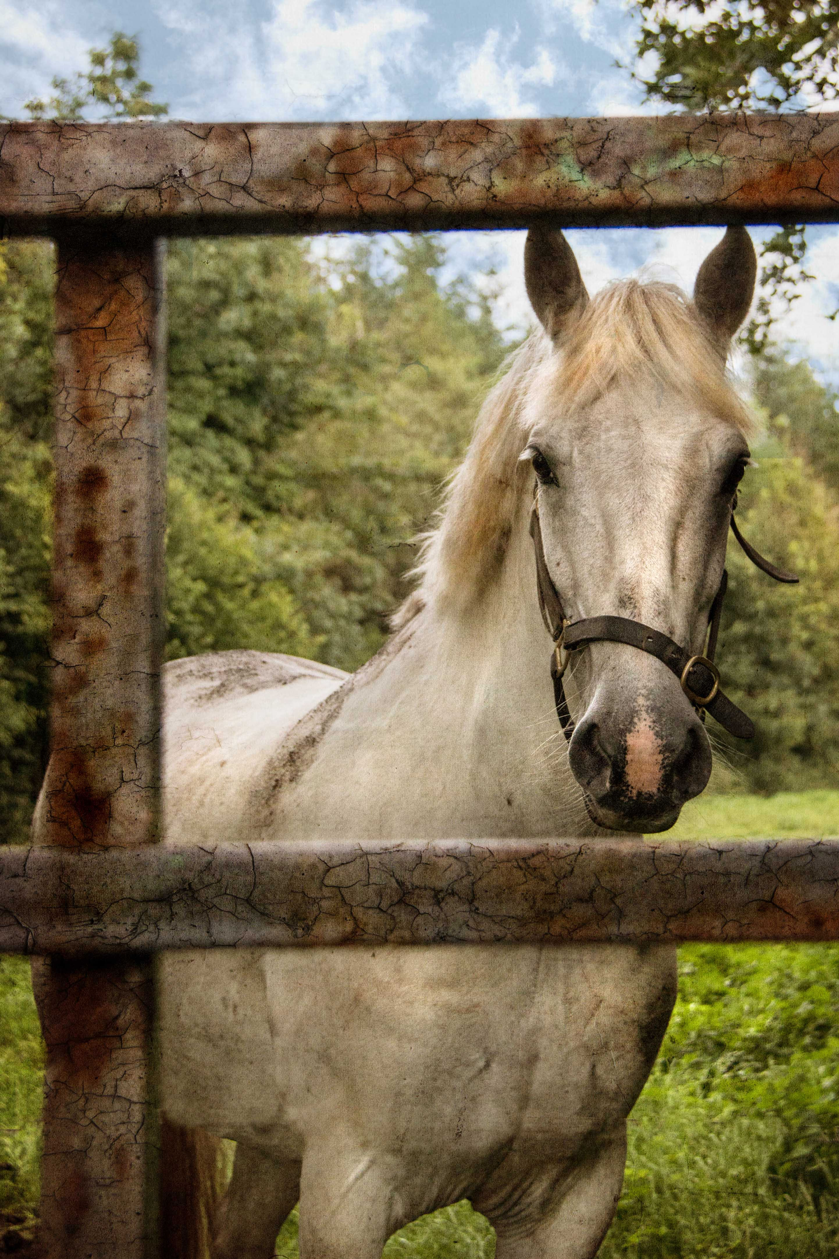 The white horse at the gate.