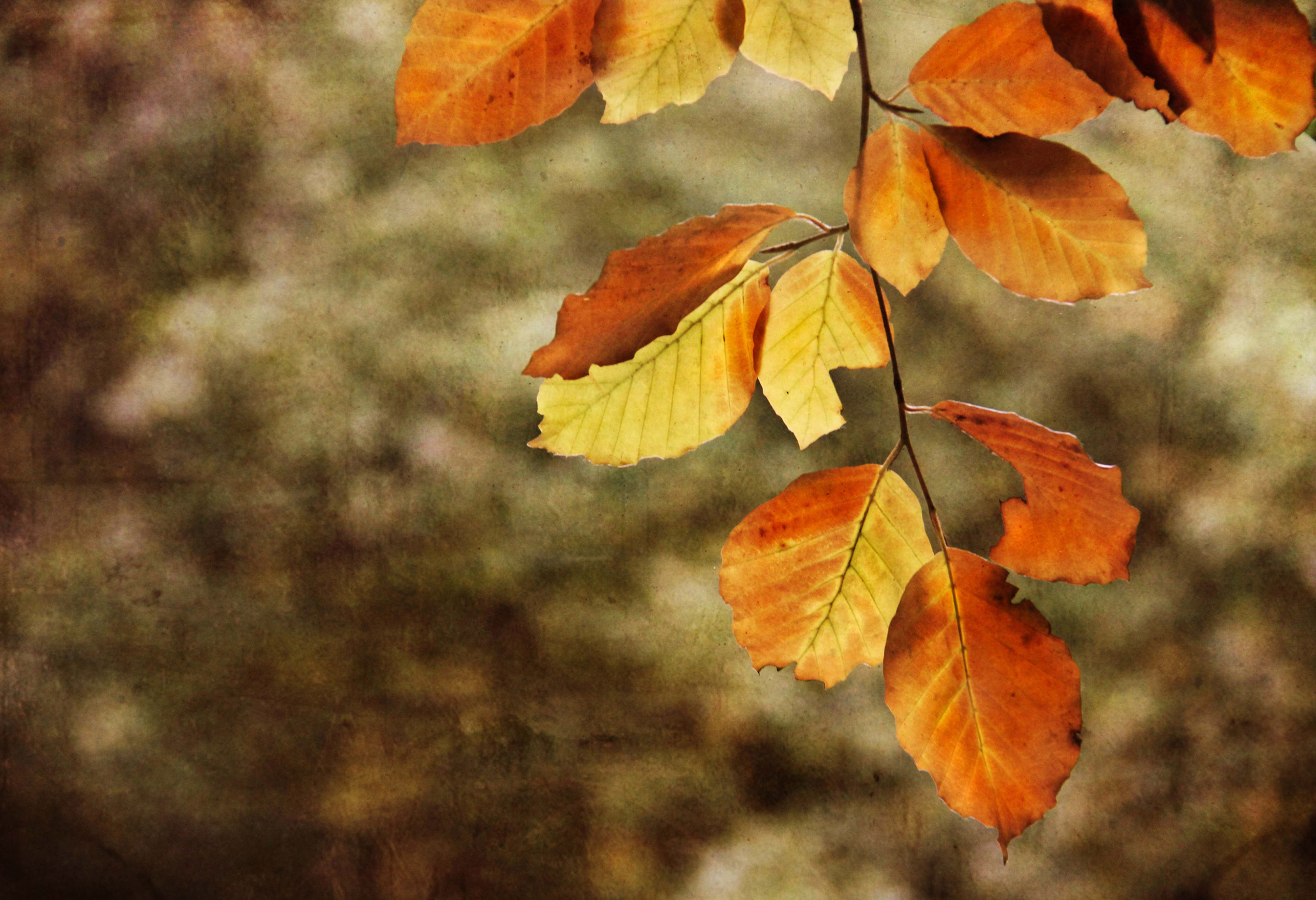 The forest aflame ...