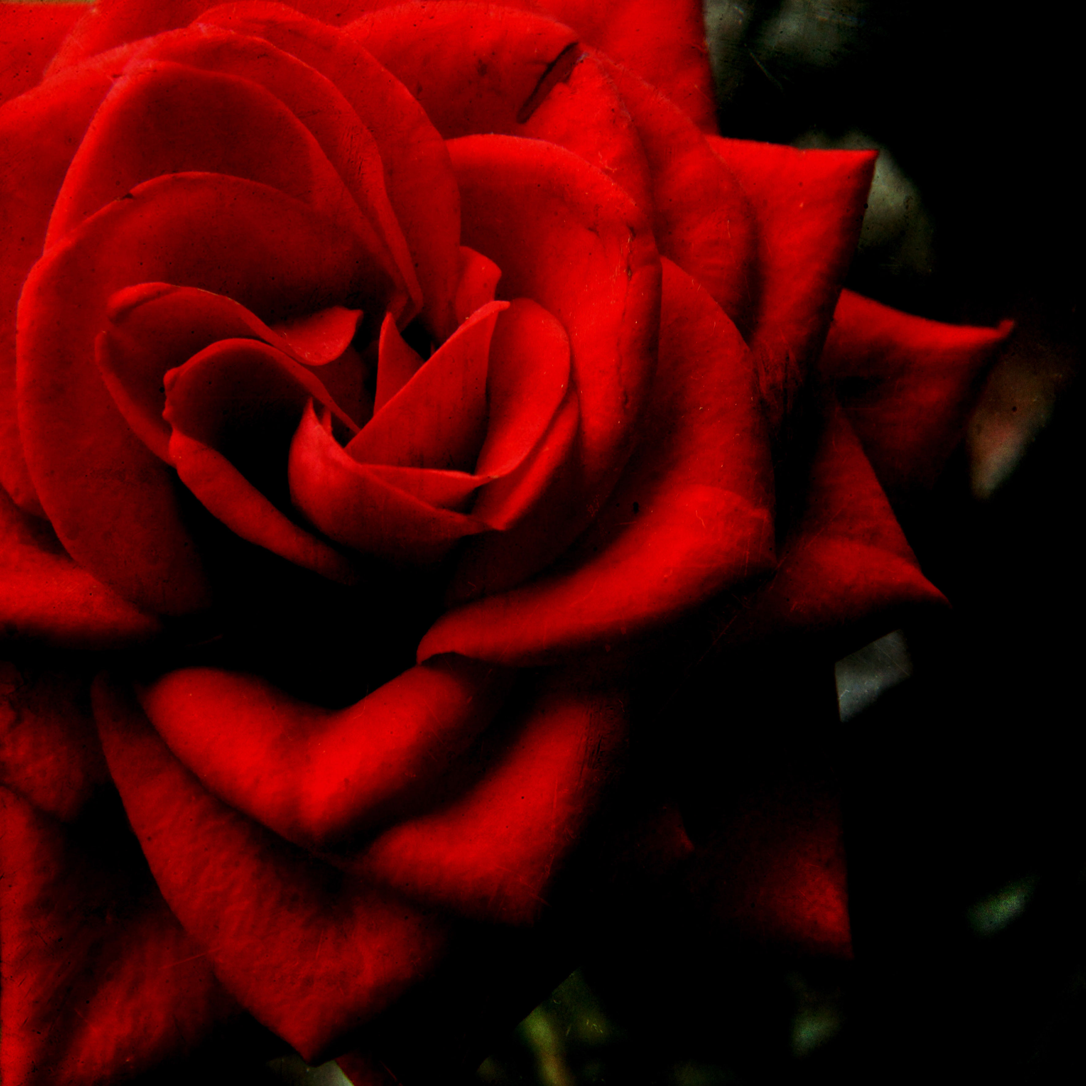 The ruby red evening ...