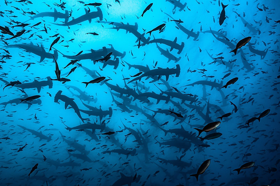 Rodrigo Thome, Shark Selling, 2013