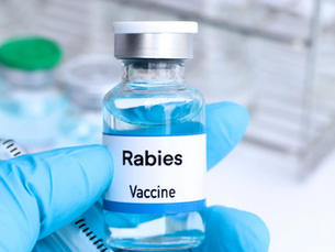 The Rabies Vaccine Market : Safeguarding Lives Inside Industry and Market Projections