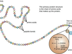 Protein Sequencing Market: Driving Innovation in Genomics and Beyond