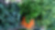 carrots_edited.jpg