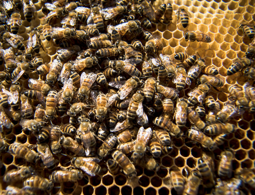 Stem capstone project examples pdf picture