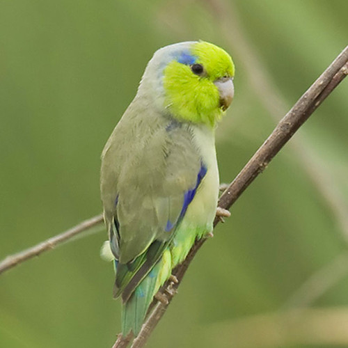 FORPUS exoticbirdstore