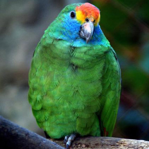 PAPAGAIO CHAUÁ exoticbirdstore