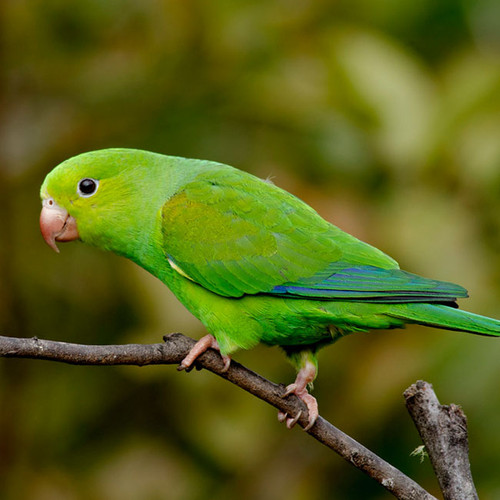 PERIQUITO RICO exoticbirdstore