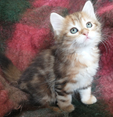 Golden Delights female with 3 face stripes.jpg