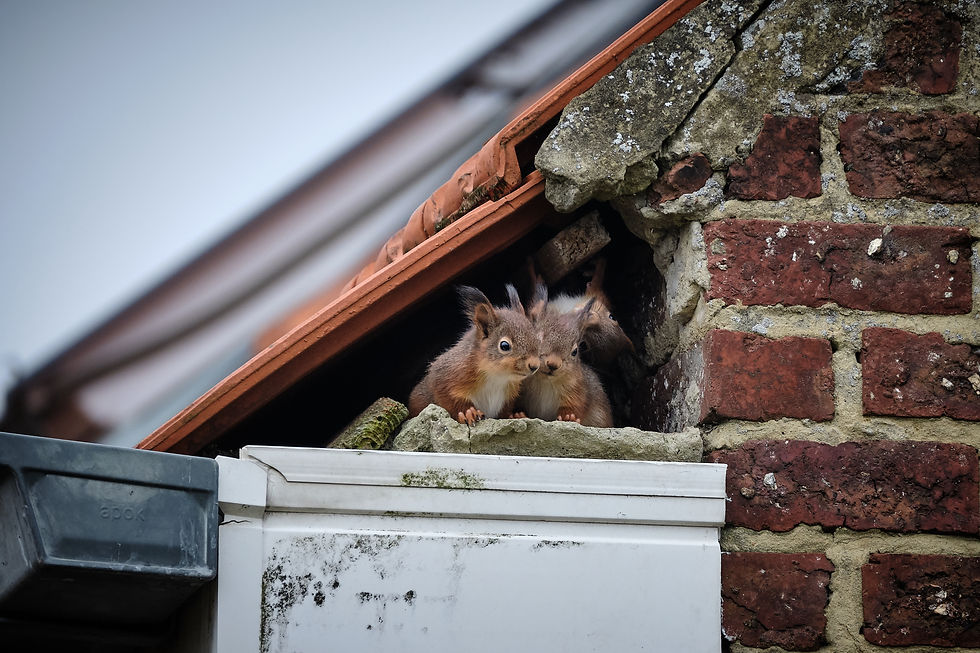 Red squirrels
