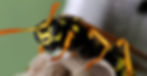 wasps_edited_edited.jpg