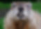 woodchuck.jpeg