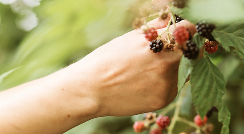 blackberry picking