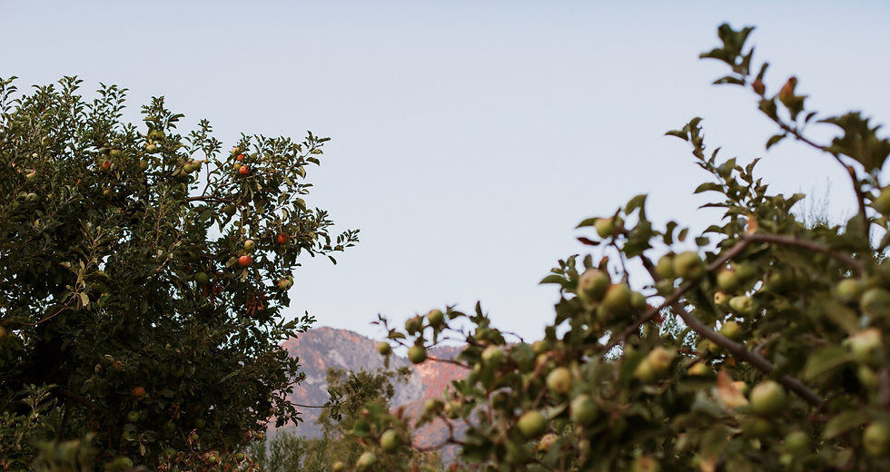 regenerative apple farm