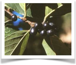 River Valley Tree - KUMULONDA MWOMBE