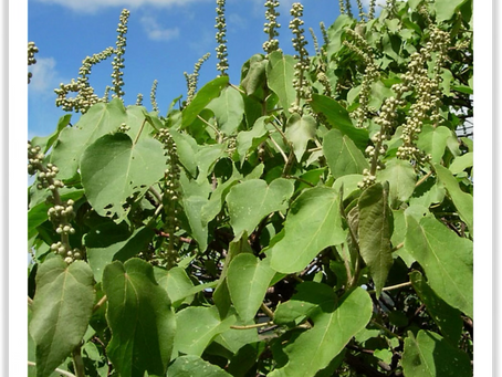 Kumuchwichwi - The tree with the wizzing sound