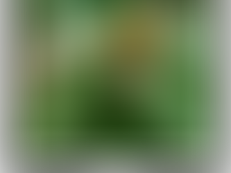 ‘Let me Eat’ Tree - Kumukhendie ( cordia monocia)