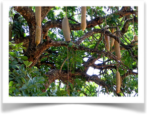 Kumufungu - Dead Man’s tree