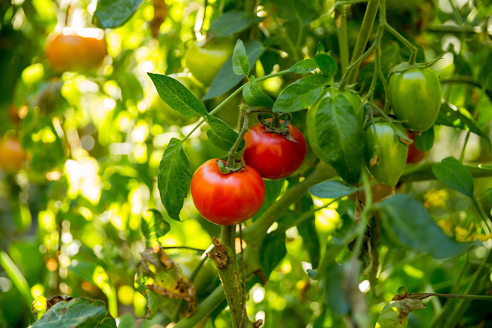 Smart farming techniques hydroponic salad vegetables technology tomato red green ensuring
