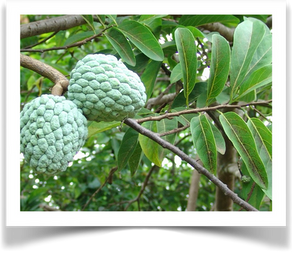 Wild custard Apple - KUMUFWORA. ( annona senegalensis )