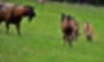 Goats on pasture in August