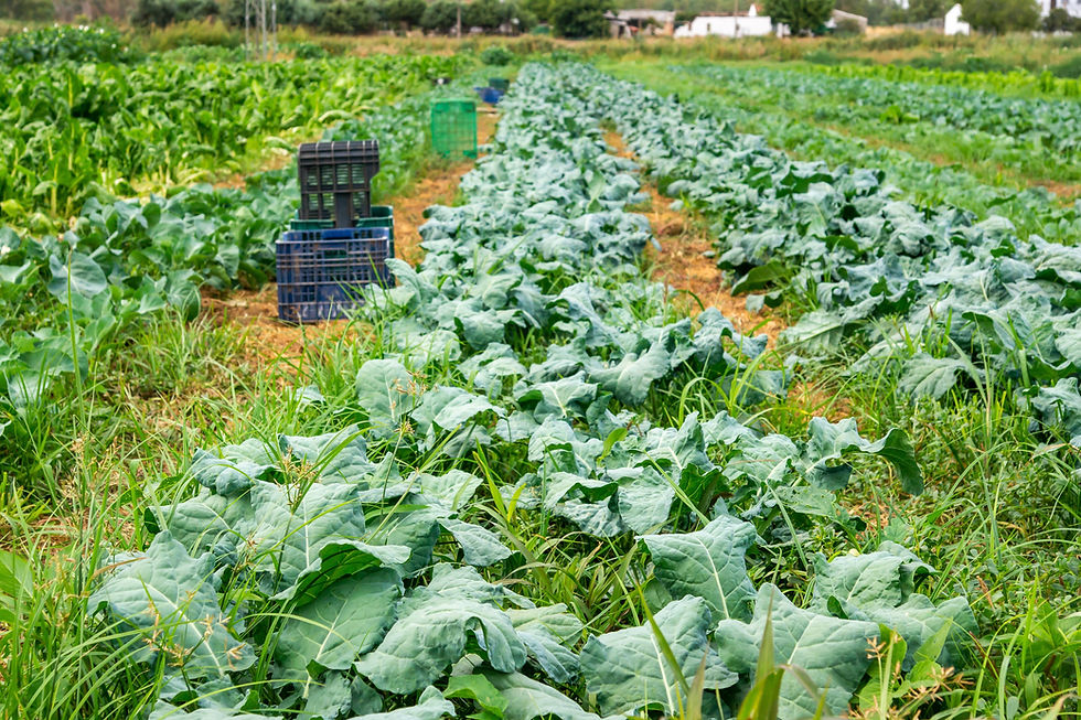Field of collard greens or cabbages, with boxes arranged for harvesting between the rows