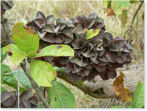 Cheer-up Tree… Kumulaha (combretum binderianum)
