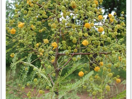 Kumukholondo - The Bad smelling tree (Acacia macrothyrsa)