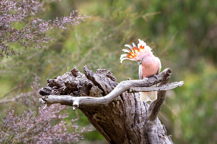 Biodiversity Stewardship Sites NSW